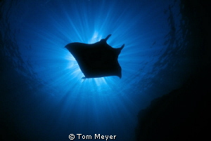 Taken at the Boiler in the Socorro Islands with Tokina 10-17 by Tom Meyer 